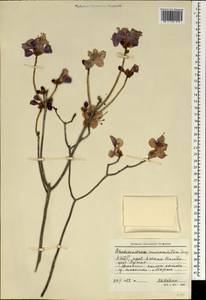 Rhododendron mucronulatum Turcz., South Asia, South Asia (Asia outside ex-Soviet states and Mongolia) (ASIA) (North Korea)