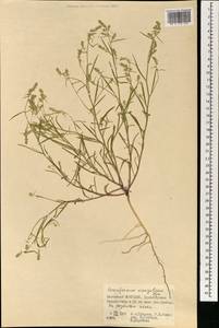 Corispermum mongolicum Iljin, Mongolia (MONG) (Mongolia)