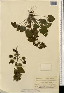 Scrophularia chrysantha Jaub. & Sp., Caucasus, Armenia (K5) (Armenia)