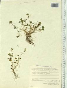 Chrysosplenium wrightii subsp. saxatile (Khokhr.) V.N. Voroshilov, Siberia, Chukotka & Kamchatka (S7) (Russia)