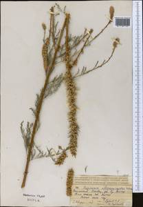 Myricaria bracteata Royle, Middle Asia, Northern & Central Tian Shan (M4) (Kazakhstan)