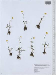 Ranunculus demissus DC., Middle Asia, Caspian Ustyurt & Northern Aralia (M8) (Kazakhstan)