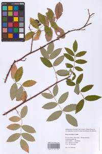 Rosa acicularis Lindl., Eastern Europe, Northern region (E1) (Russia)