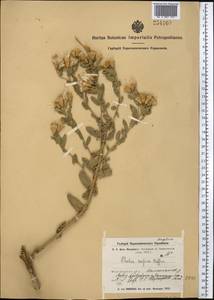 Karelinia caspia (Pall.) Less., Middle Asia, Syr-Darian deserts & Kyzylkum (M7) (Uzbekistan)