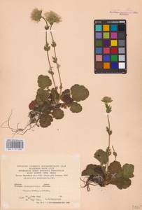 Geum montanum L., Eastern Europe, West Ukrainian region (E13) (Ukraine)