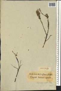 Aspalathus albens L., Africa (AFR) (South Africa)
