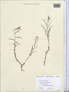 Euphorbia leptocaula Boiss., Middle Asia, Caspian Ustyurt & Northern Aralia (M8) (Kazakhstan)