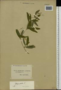 Lathyrus palustris L., Eastern Europe, North-Western region (E2) (Russia)
