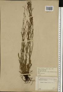 Rumex acetosella L., Eastern Europe, Central forest-and-steppe region (E6) (Russia)