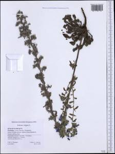 Echium vulgare L., Western Europe (EUR) (Germany)