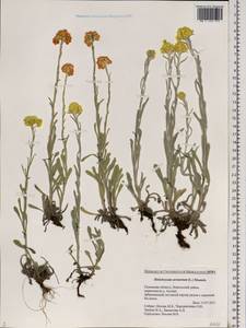 Helichrysum arenarium (L.) Moench, Eastern Europe, North-Western region (E2) (Russia)