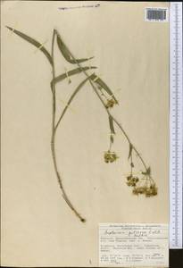 Bupleurum gulczense O.Fedtsch. & B.Fedtsch., Middle Asia, Northern & Central Tian Shan (M4) (Kyrgyzstan)