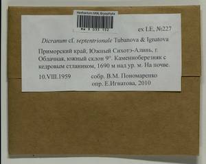 Dicranum septentrionale Tubanova & Ignatova, Bryophytes, Bryophytes - Russian Far East (excl. Chukotka & Kamchatka) (B20) (Russia)