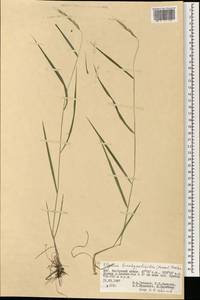 Elymus pendulinus (Nevski) Tzvelev, Mongolia (MONG) (Mongolia)