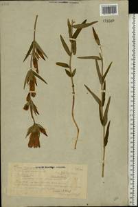Gentiana pneumonanthe L., Eastern Europe, Volga-Kama region (E7) (Russia)