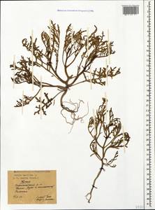 Cakile maritima subsp. euxina (Pobed.) Nyár., Crimea (KRYM) (Russia)
