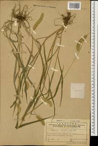 Setaria pumila (Poir.) Roem. & Schult., Caucasus, Azerbaijan (K6) (Azerbaijan)