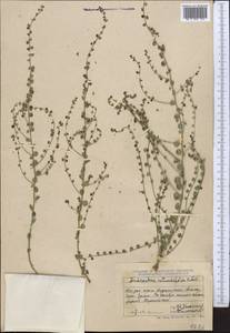 Andrachne telephioides L., Middle Asia, Dzungarian Alatau & Tarbagatai (M5) (Kazakhstan)