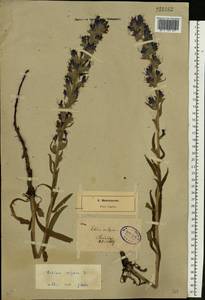 Echium vulgare L., Eastern Europe, North-Western region (E2) (Russia)