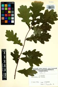 Quercus robur L., Siberia, Baikal & Transbaikal region (S4) (Russia)