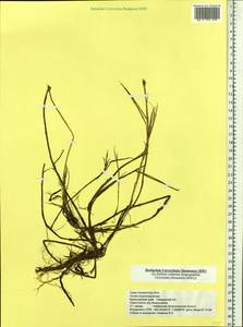 Carex chordorrhiza L.f., Siberia, Central Siberia (S3) (Russia)