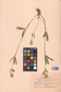 Trifolium montanum L., Eastern Europe, Central region (E4) (Russia)