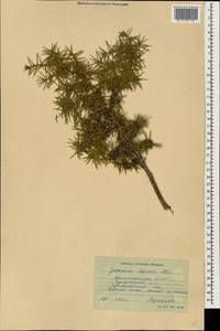 Juniperus communis var. communis, Caucasus, Dagestan (K2) (Russia)