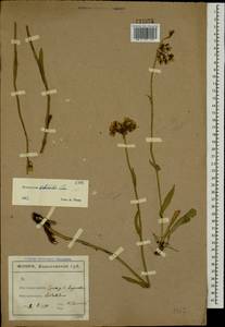 Pilosella echioides subsp. echioides, Eastern Europe, North Ukrainian region (E11) (Ukraine)