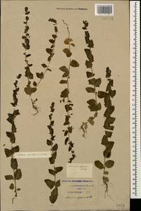 Kickxia elatine (L.) Dumort., Caucasus, Krasnodar Krai & Adygea (K1a) (Russia)