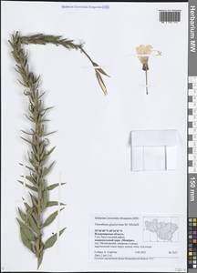 Oenothera glazioviana Micheli, Eastern Europe, Central region (E4) (Russia)