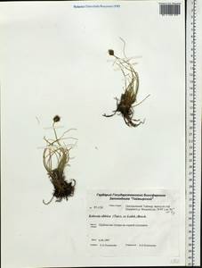 Carex borealipolaris S.R.Zhang, Siberia, Central Siberia (S3) (Russia)