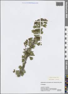 Crataegus monogyna Jacq., Crimea (KRYM) (Russia)