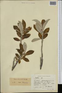 Salix alaxensis (Andersson) Coville, Siberia, Yakutia (S5) (Russia)