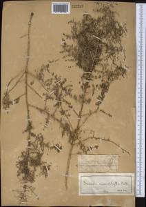 Suaeda microphylla (C. A. Mey.) Pall., Middle Asia, Muyunkumy, Balkhash & Betpak-Dala (M9) (Kazakhstan)