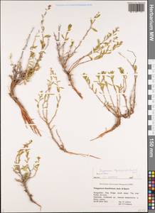 Polygonum thymifolium Jaub. & Spach, Middle Asia, Pamir & Pamiro-Alai (M2) (Kyrgyzstan)