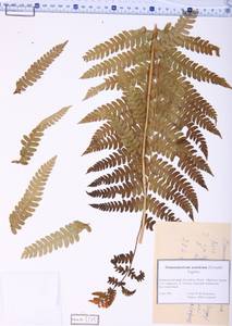 Osmundastrum cinnamomeum subsp. asiaticum (Fernald) Fraser-Jenk., Siberia, Russian Far East (S6) (Russia)