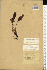 Castilleja elegans Malte, Siberia, Chukotka & Kamchatka (S7) (Russia)