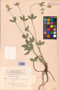 Trifolium montanum L., Eastern Europe, Central forest-and-steppe region (E6) (Russia)