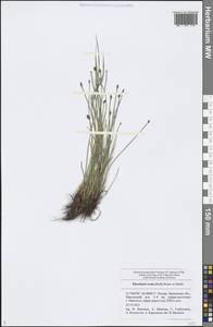 Eleocharis ovata (Roth) Roem. & Schult., Eastern Europe, Middle Volga region (E8) (Russia)