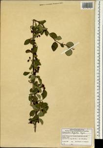 Cotoneaster oliganthus Pojark., South Asia, South Asia (Asia outside ex-Soviet states and Mongolia) (ASIA) (China)