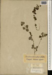 Pavonia praemorsa (L.fil.) Cav., Africa (AFR) (South Africa)