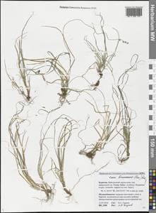 Carex brunnescens (Pers.) Poir., Siberia, Baikal & Transbaikal region (S4) (Russia)