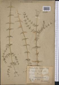Acanthophyllum borsczowii Litw., Middle Asia, Syr-Darian deserts & Kyzylkum (M7) (Uzbekistan)
