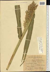 Sorghum bicolor (L.) Moench, Eastern Europe, Central forest region (E5) (Russia)