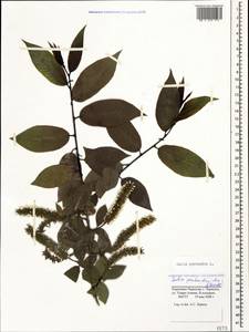 Salix pentandra L., Caucasus, Stavropol Krai, Karachay-Cherkessia & Kabardino-Balkaria (K1b) (Russia)