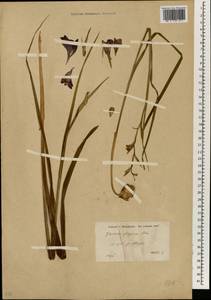 Gladiolus atroviolaceus Boiss., South Asia, South Asia (Asia outside ex-Soviet states and Mongolia) (ASIA) (Syria)