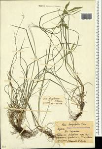 Poa longifolia Trin., Crimea (KRYM) (Russia)