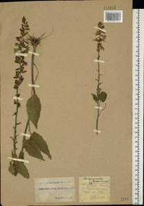 Campanula bononiensis L., Eastern Europe, South Ukrainian region (E12) (Ukraine)