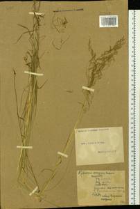 Agrostis, Siberia, Altai & Sayany Mountains (S2) (Russia)