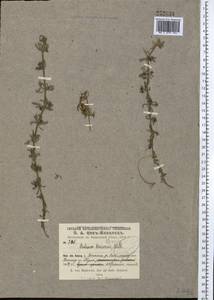 Galium tricornutum Dandy, Middle Asia, Pamir & Pamiro-Alai (M2) (Uzbekistan)
